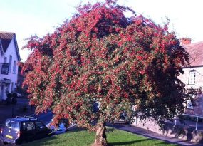 Cotoneaster-cornubia_s (2)